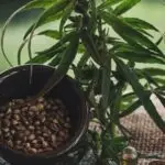 Cannabis Rezept Online