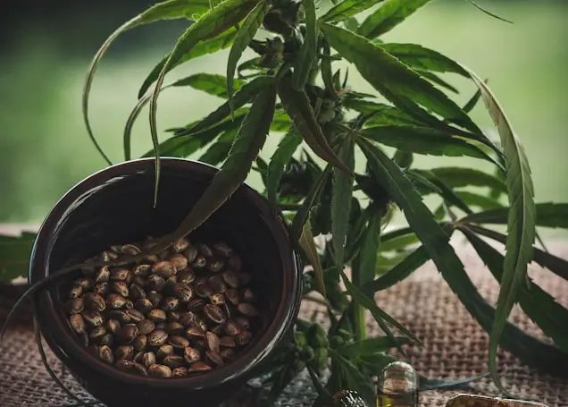 Cannabissamen bei Alchimiaweb.de online kaufen